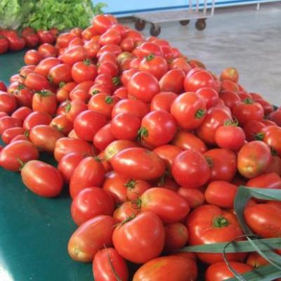 Tomates