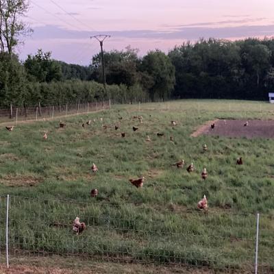 Poules alexandre